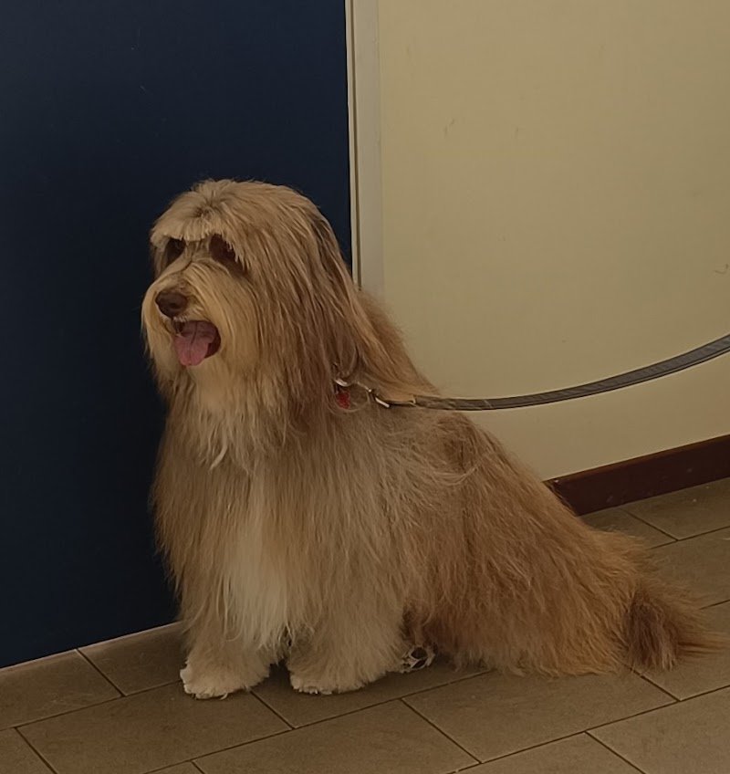 da Fabrizio Toelettatura - Foto 4