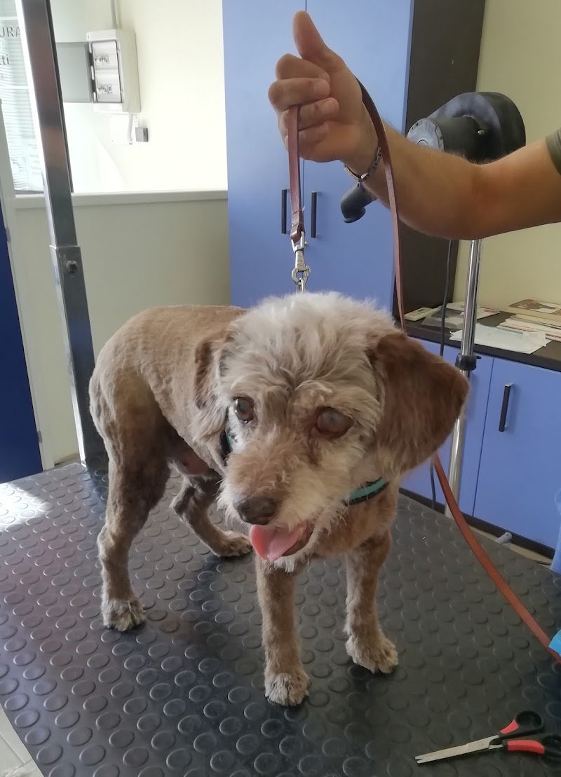 da Fabrizio Toelettatura - Foto 5