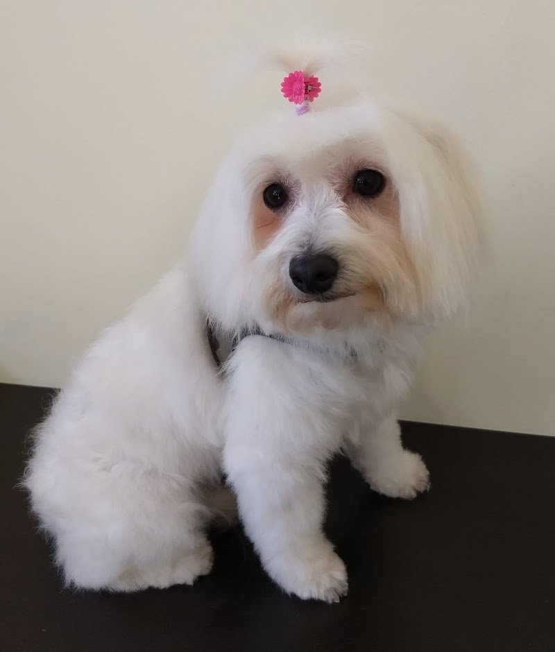 da Fabrizio Toelettatura - Foto 6