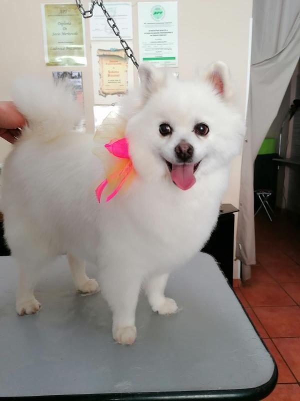 Da Vica -Sala Toeletta - Foto 1