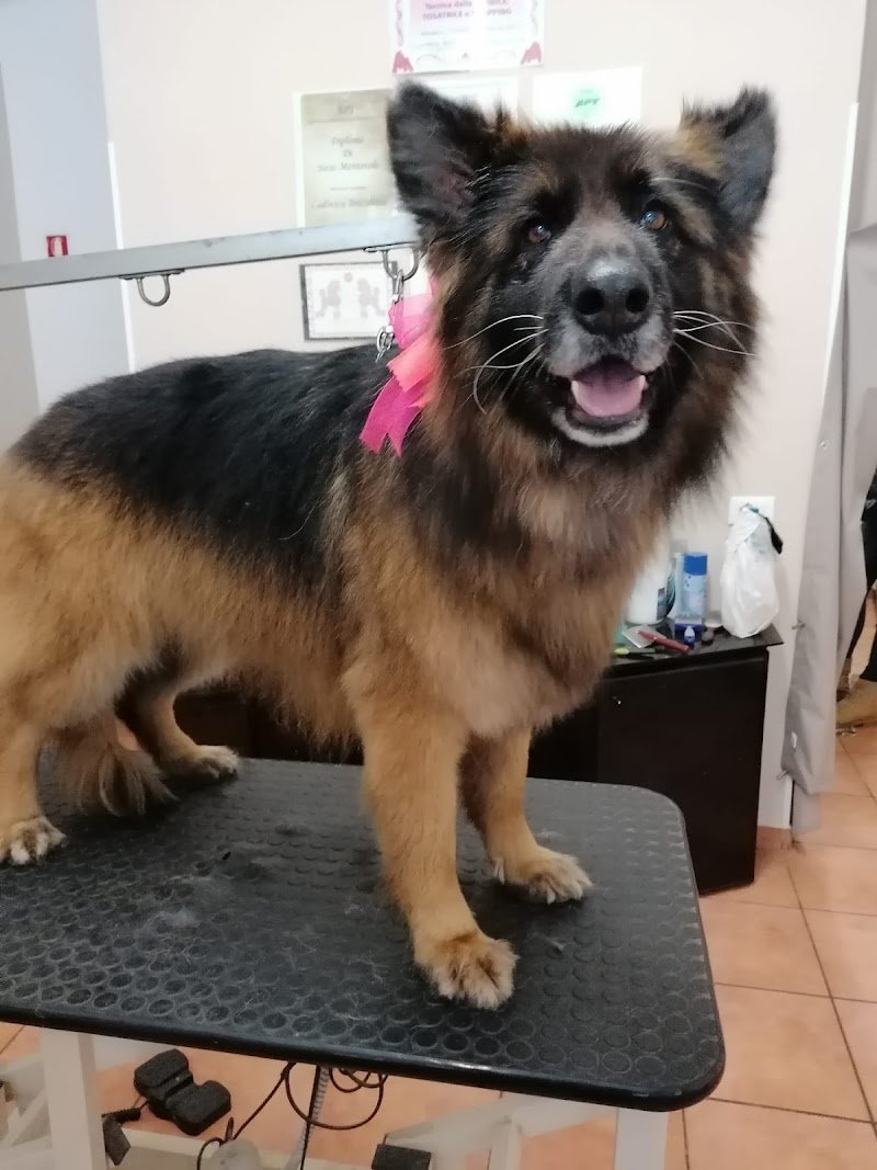 Da Vica -Sala Toeletta - Foto 3