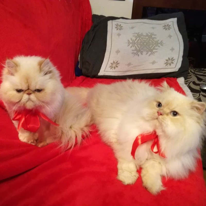 Da Vica -Sala Toeletta - Foto 5