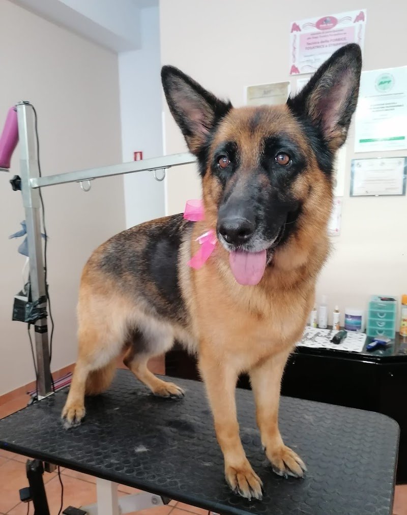 Da Vica -Sala Toeletta - Foto 6