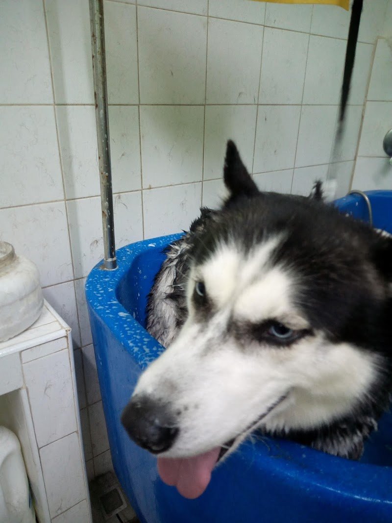 Dalla A alla Zampa - Toelettatura Casoria - Foto 3