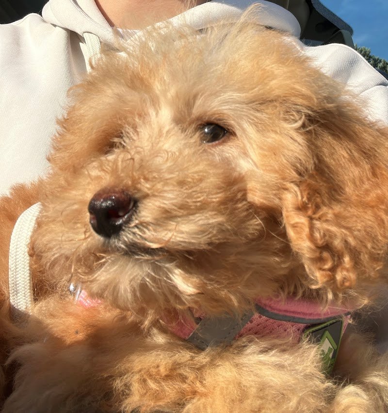 Dalla bau alla zeta - Foto 1