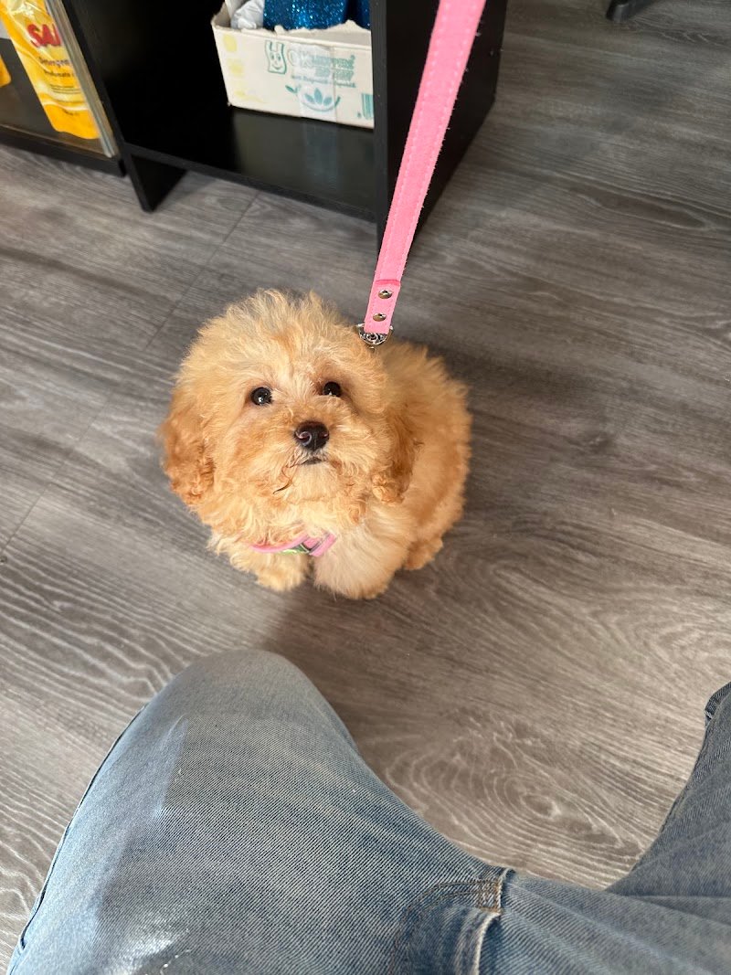 Dalla bau alla zeta - Foto 2