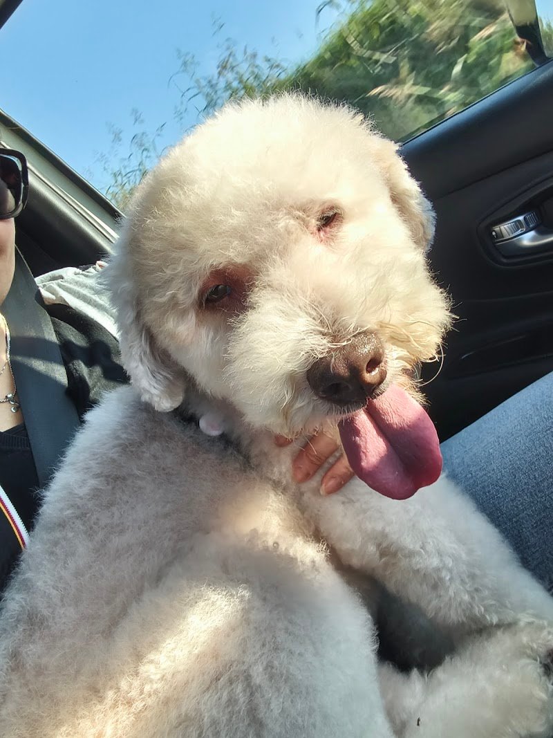 Dalla bau alla zeta - Foto 3