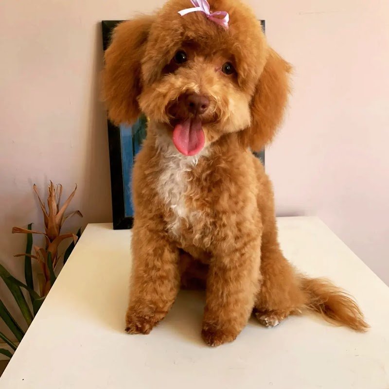 Dandy Dog Toilette - Foto 1