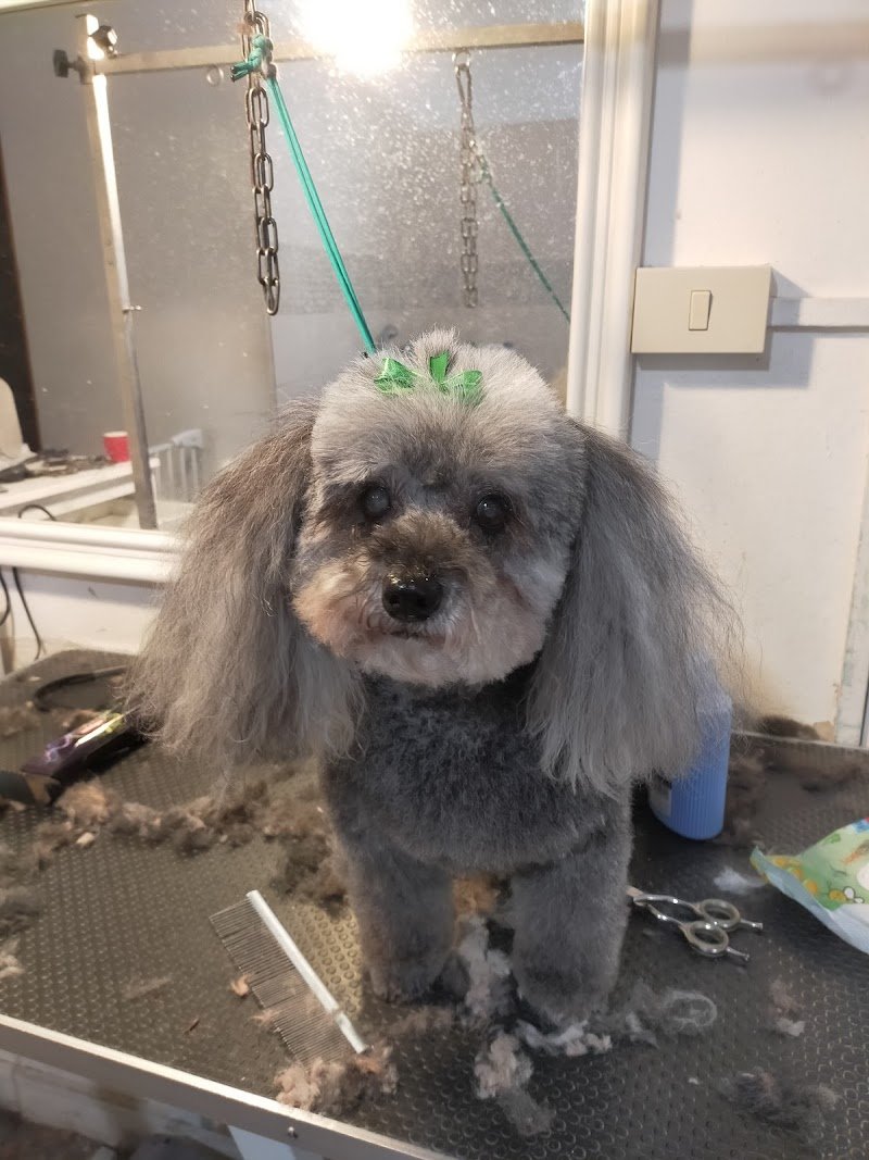 Dandy Dog Toilette - Foto 2