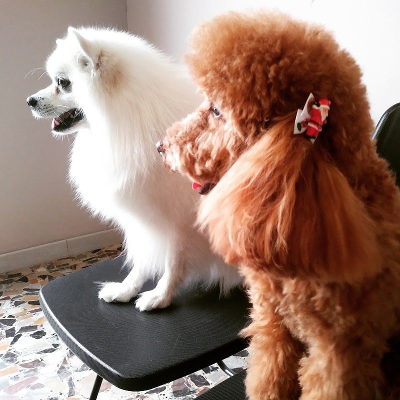 Dandy Dog Toilette - Foto 3