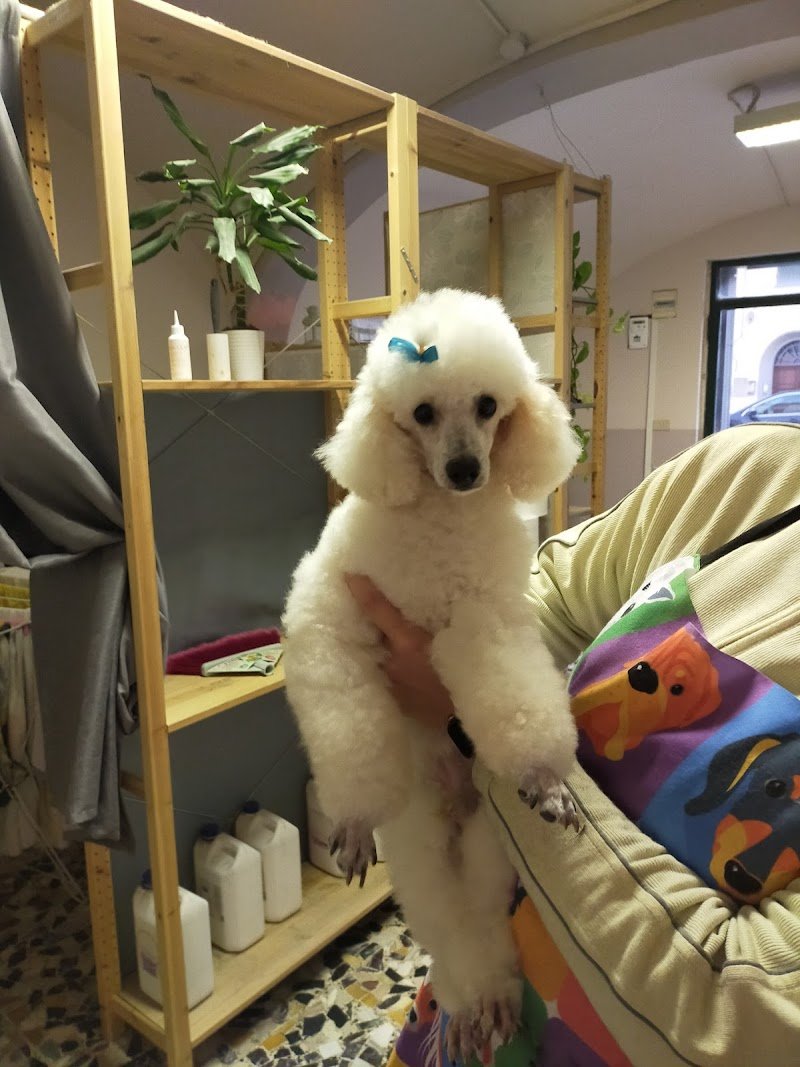 Dandy Dog Toilette - Foto 5