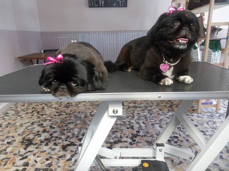 Dandy Dog Toilette - Foto 6