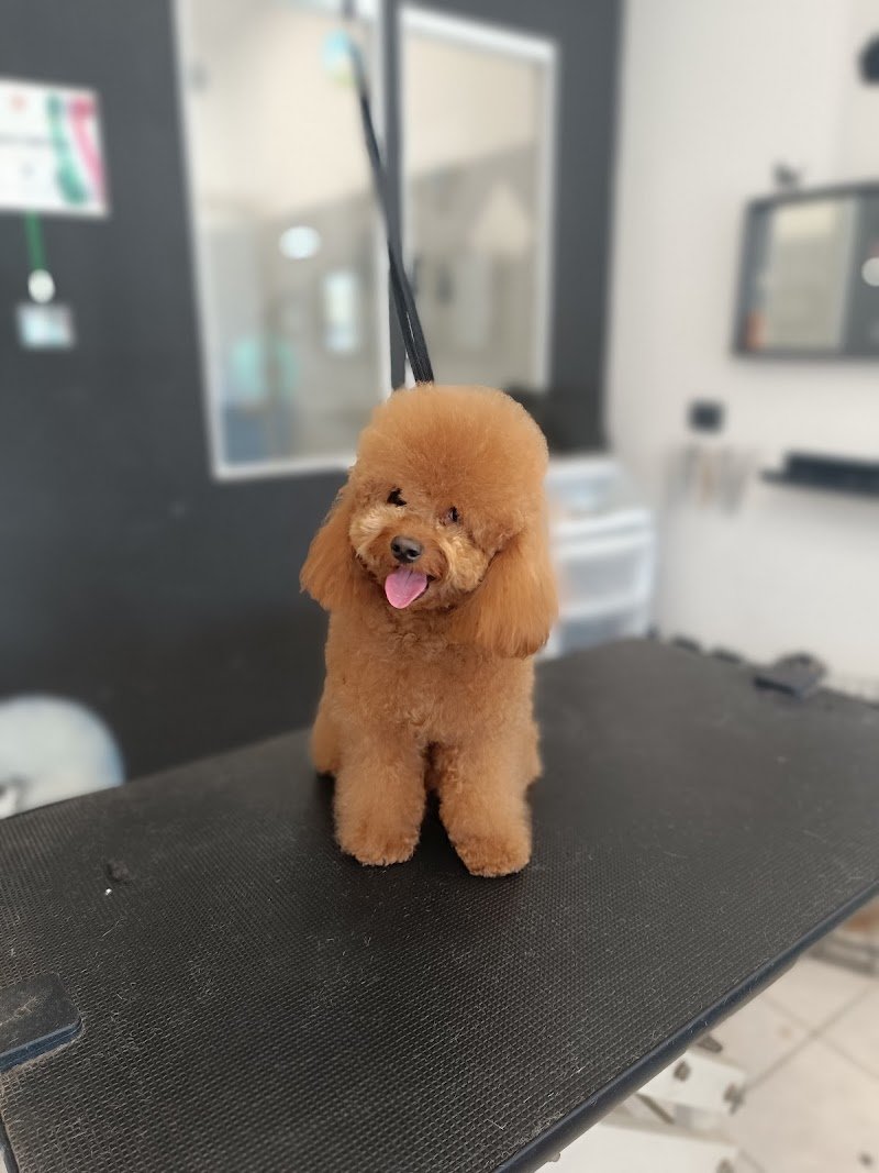 Daniele Ventura Grooming Center - Foto 1