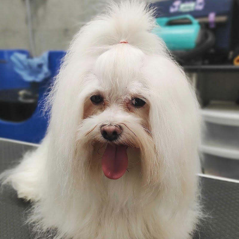 Daniele Ventura Grooming Center - Foto 2