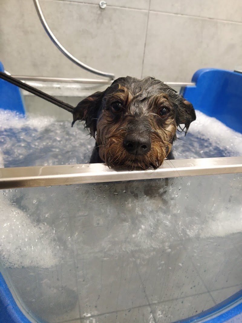 Daniele Ventura Grooming Center - Foto 3