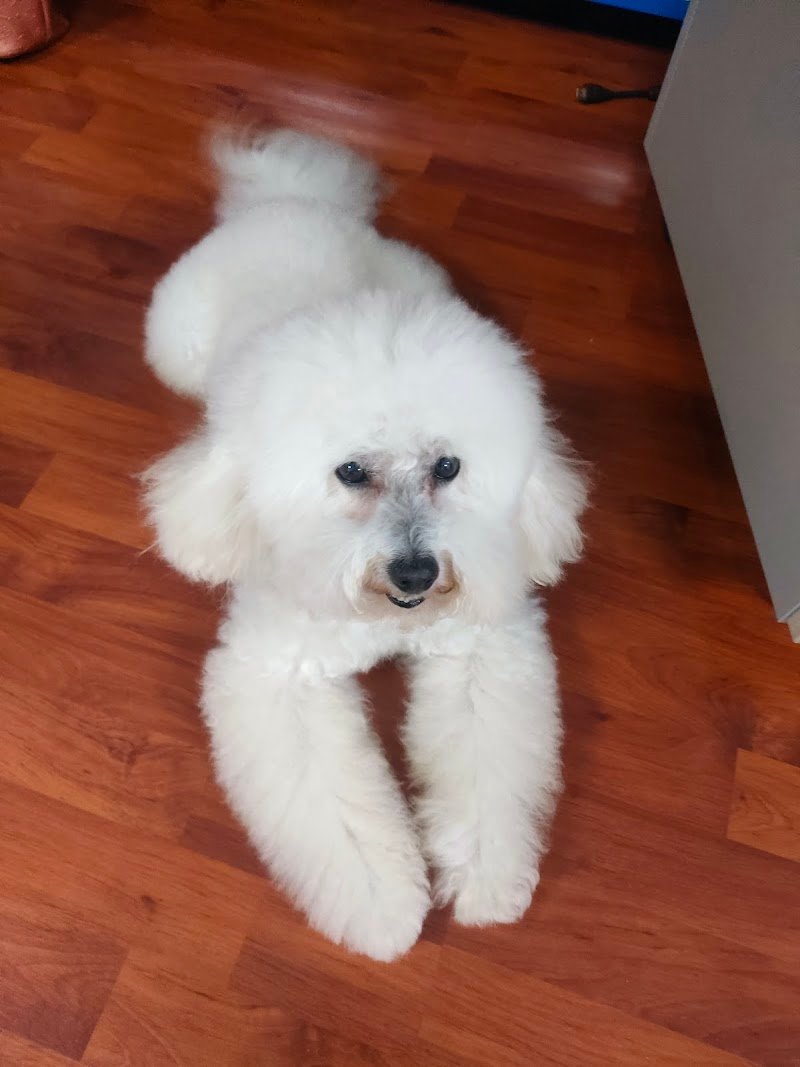 Dear Dog Toelettatura - Foto 1