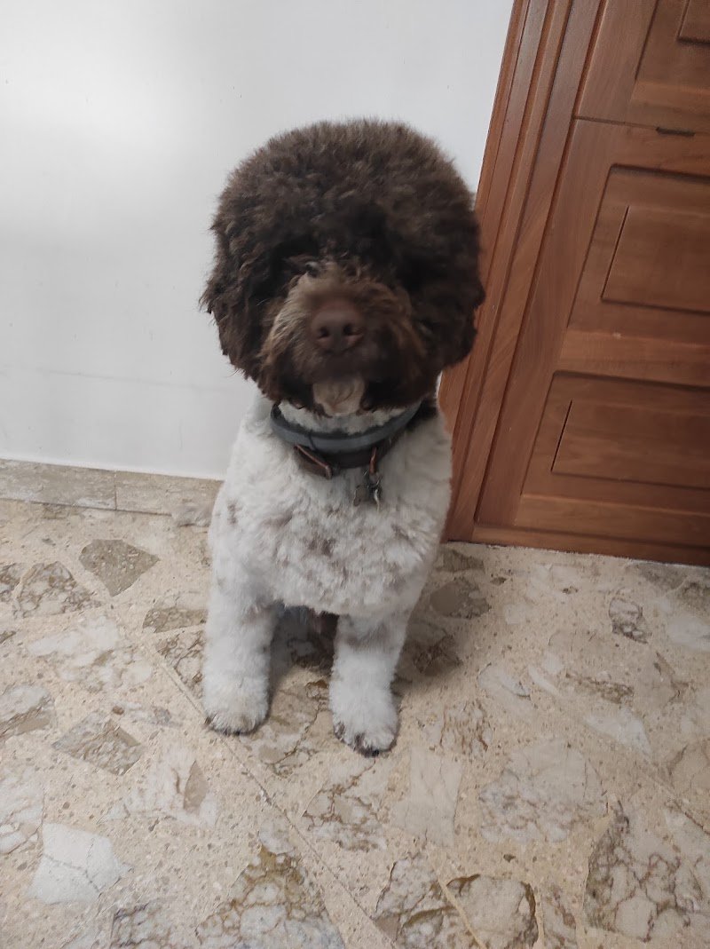 Dear Dog Toelettatura - Foto 2