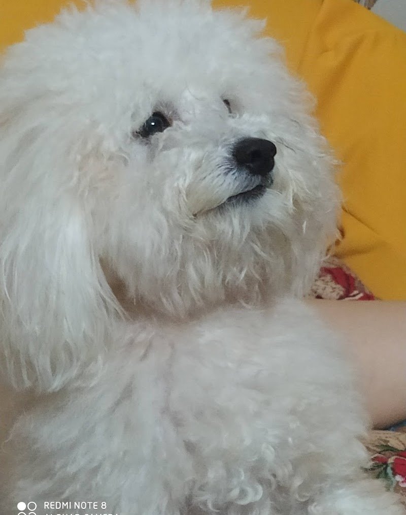 Dear Dog Toelettatura - Foto 4