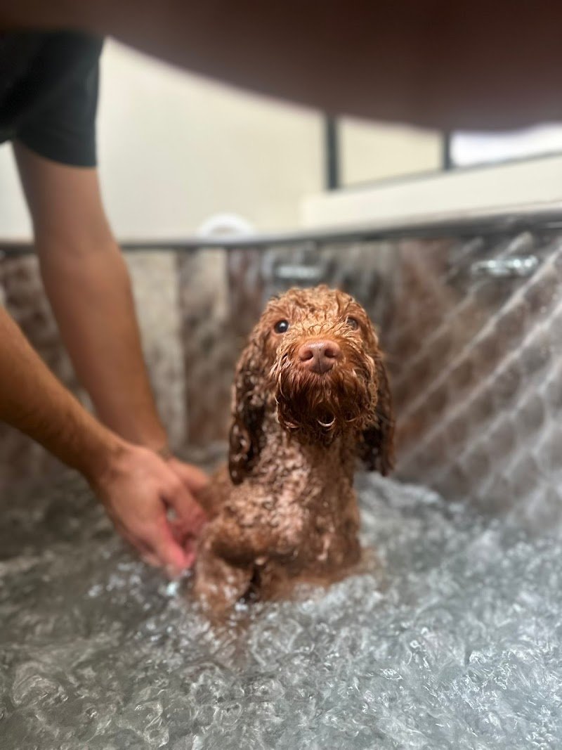 DeCouture Olmi - Toelettatura - Foto 1