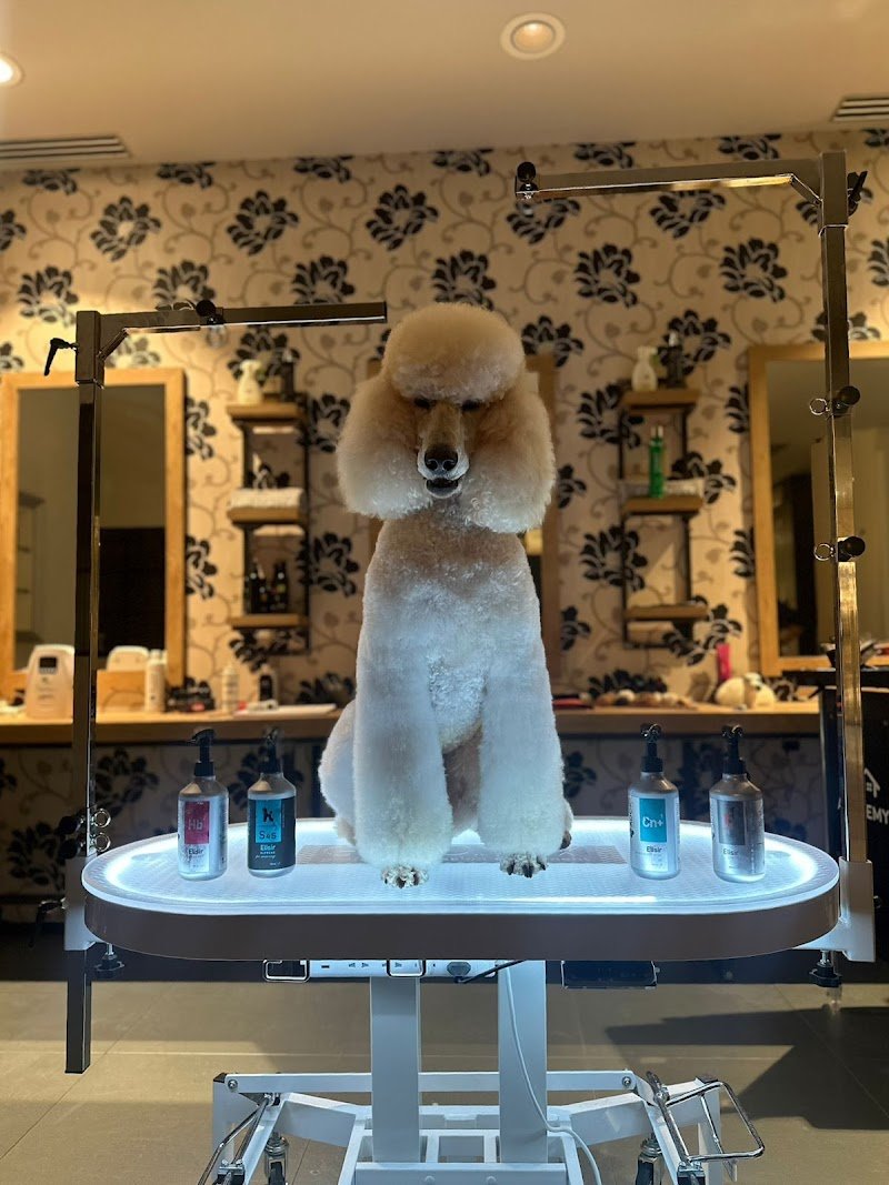 DeCouture Olmi - Toelettatura - Foto 2