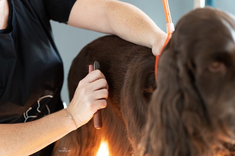 Denti aguzzi pet & horse line - Foto 1