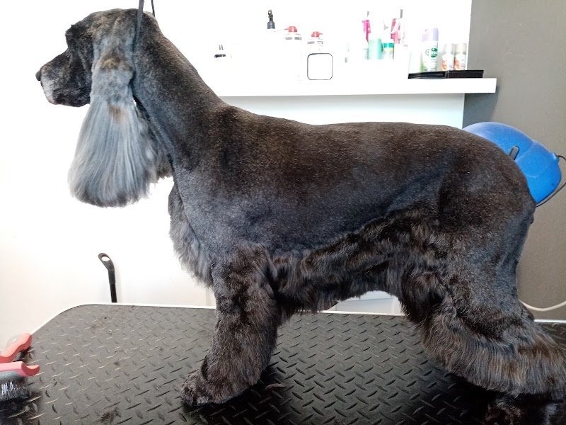 Denti aguzzi pet & horse line - Foto 2