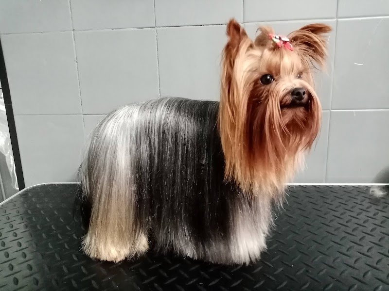 Denti aguzzi pet & horse line - Foto 3