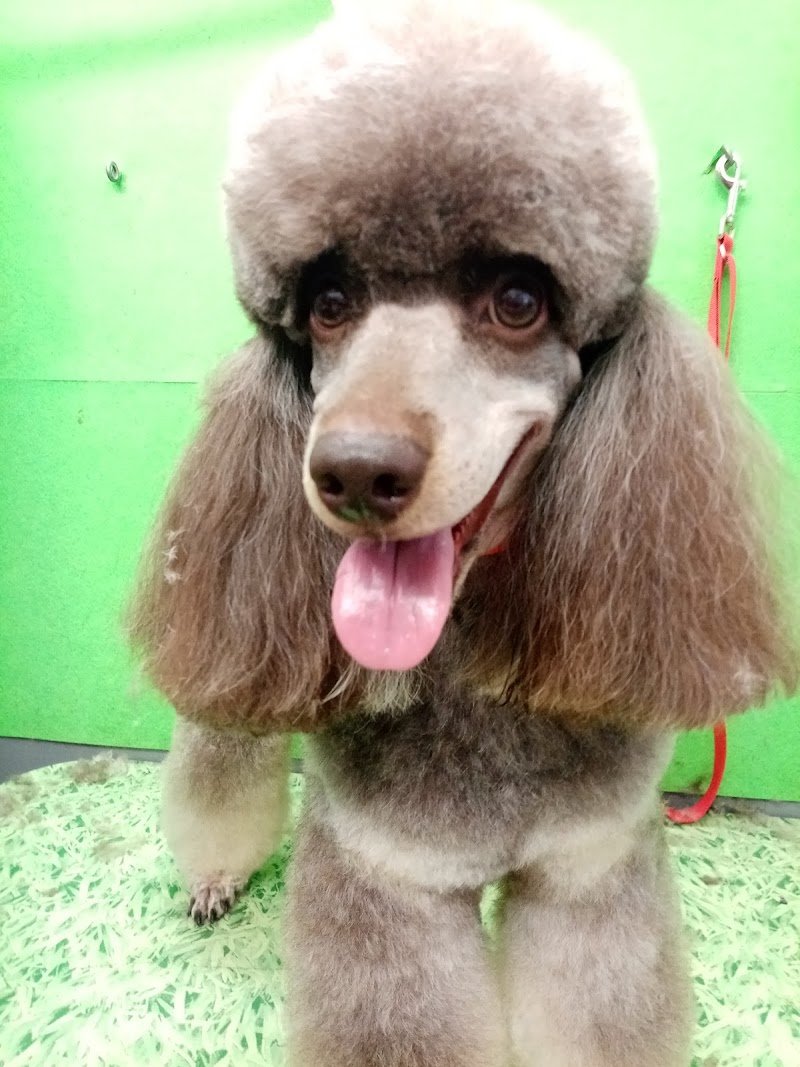 Denti aguzzi pet & horse line - Foto 4