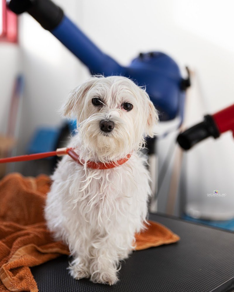 Denti aguzzi pet & horse line - Foto 5