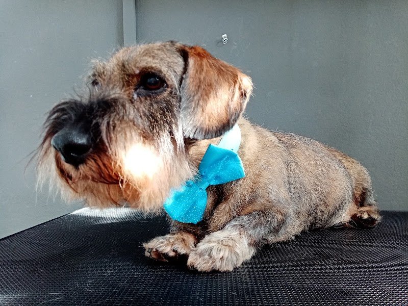 Denti aguzzi pet & horse line - Foto 6