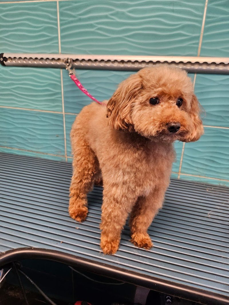 DESI'S DOGS & CATS - Foto 1