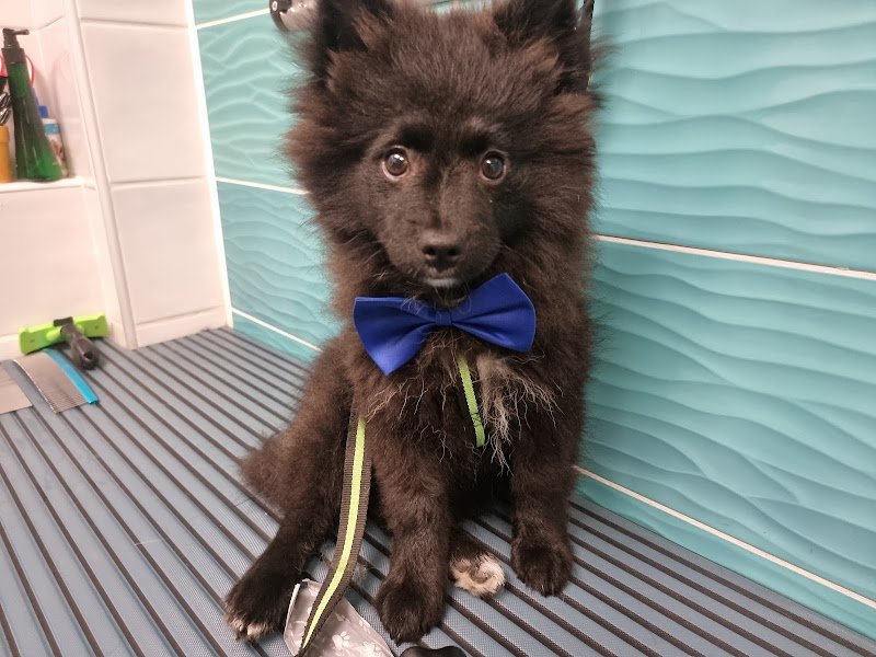 DESI'S DOGS & CATS - Foto 3