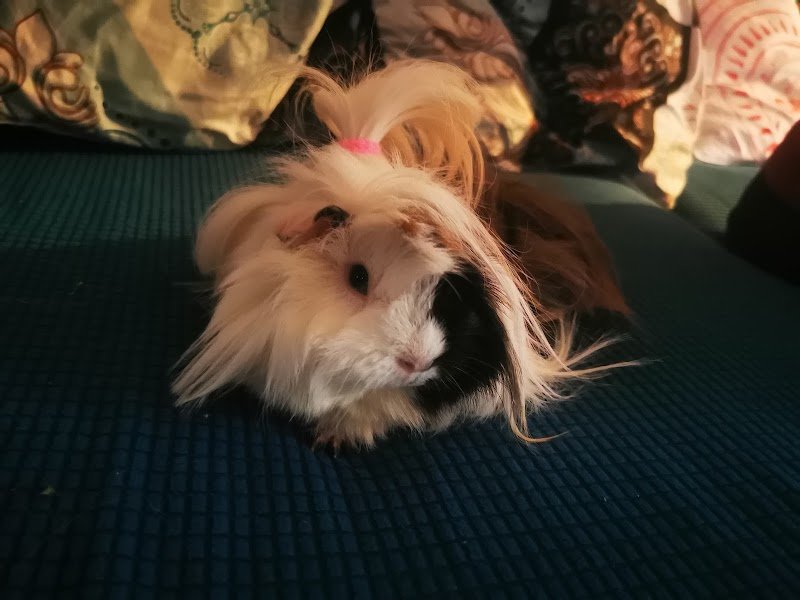 DESI'S DOGS & CATS - Foto 5