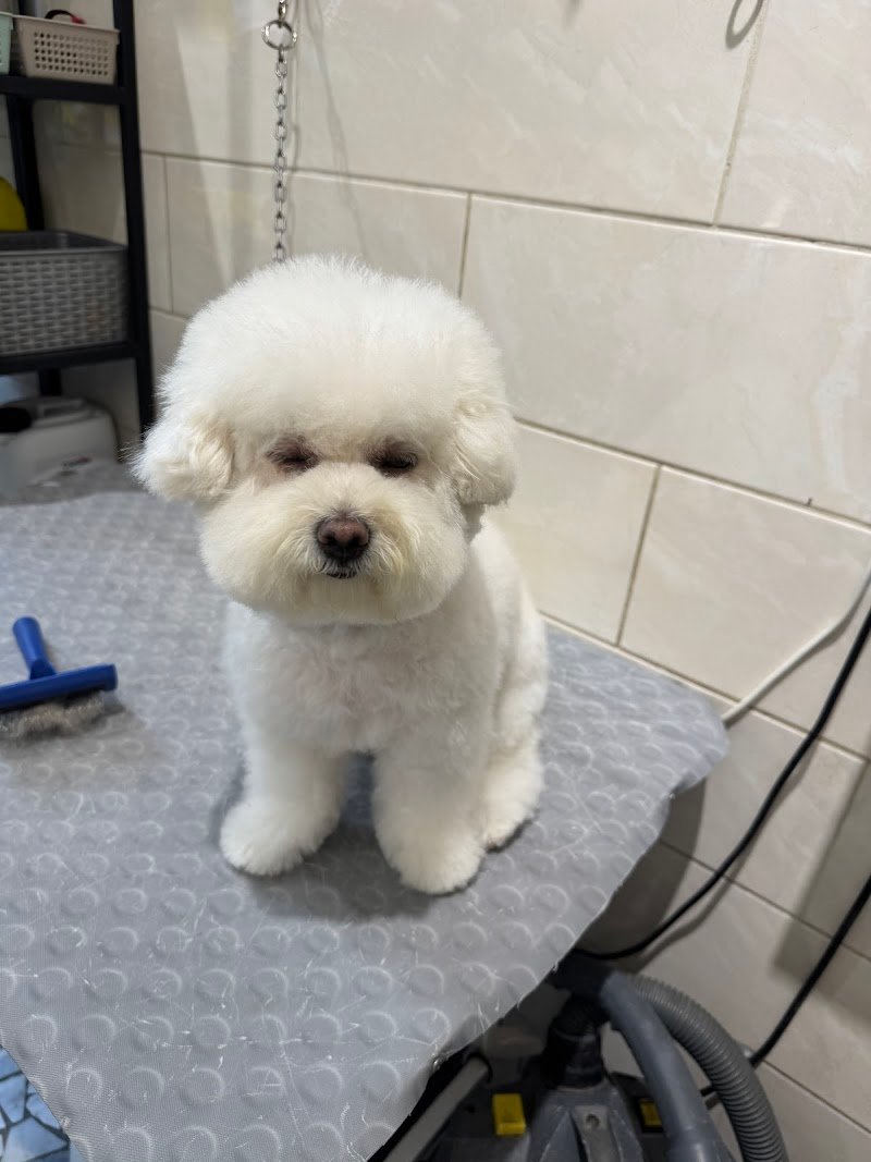 Di Malta Armando - Foto 4