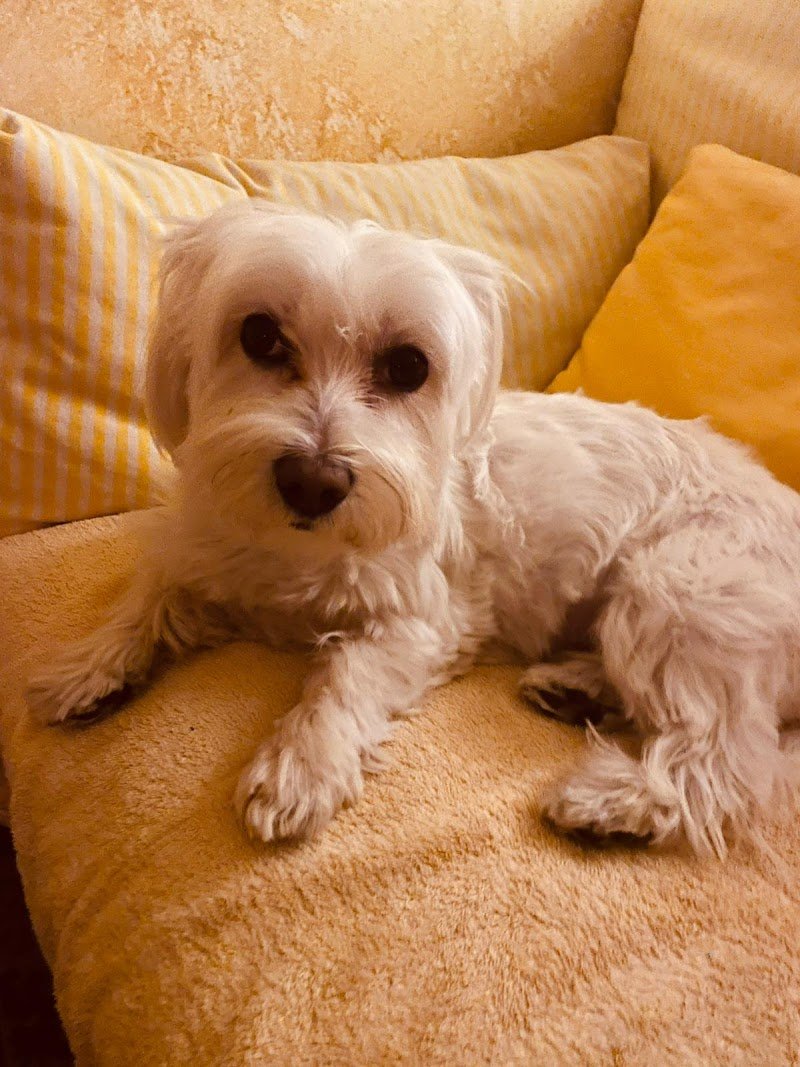 Di Malta Armando - Foto 5