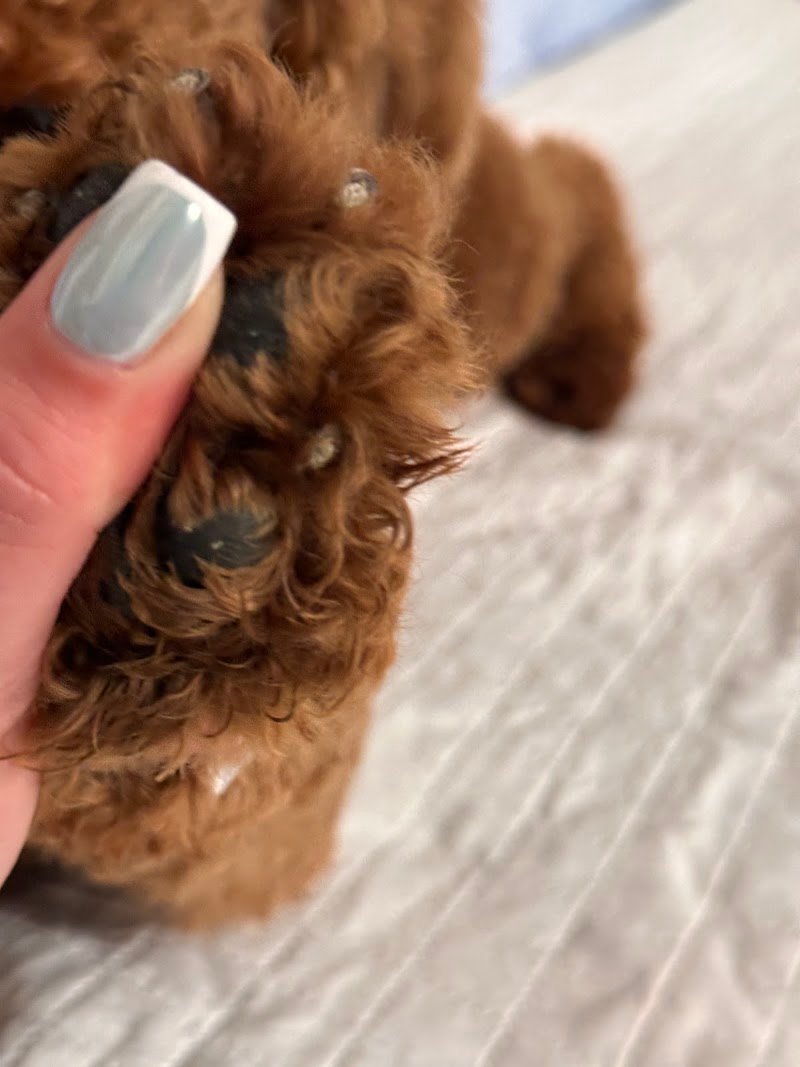 Di Palo Andrea - Foto 3