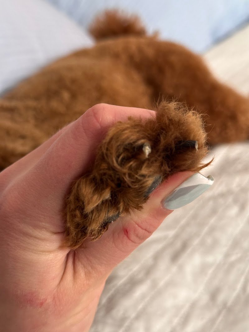 Di Palo Andrea - Foto 6