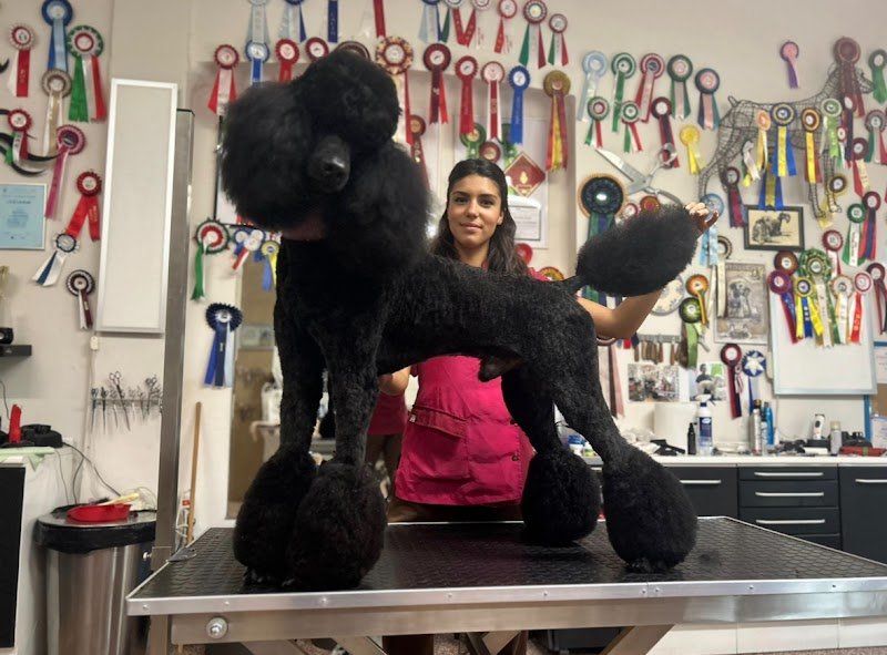 Diamond Coat Grooming & Spa - Foto 1