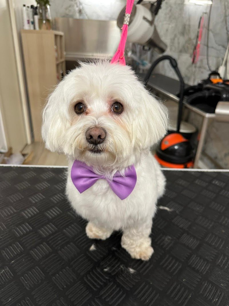 Diamond Coat Grooming & Spa - Foto 2