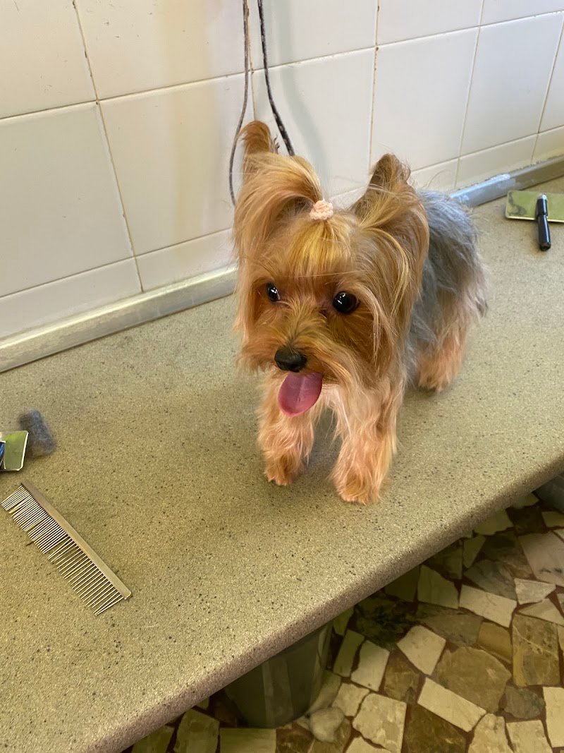 Diamond Coat Grooming & Spa - Foto 3