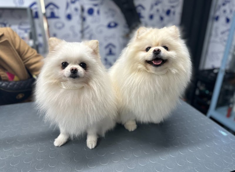 Diamond Coat Grooming & Spa - Foto 4