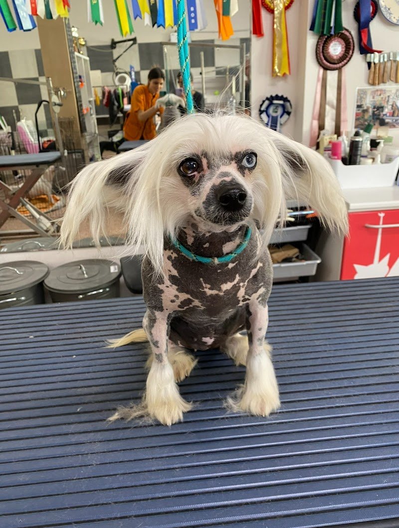 Diamond Coat Grooming & Spa - Foto 5