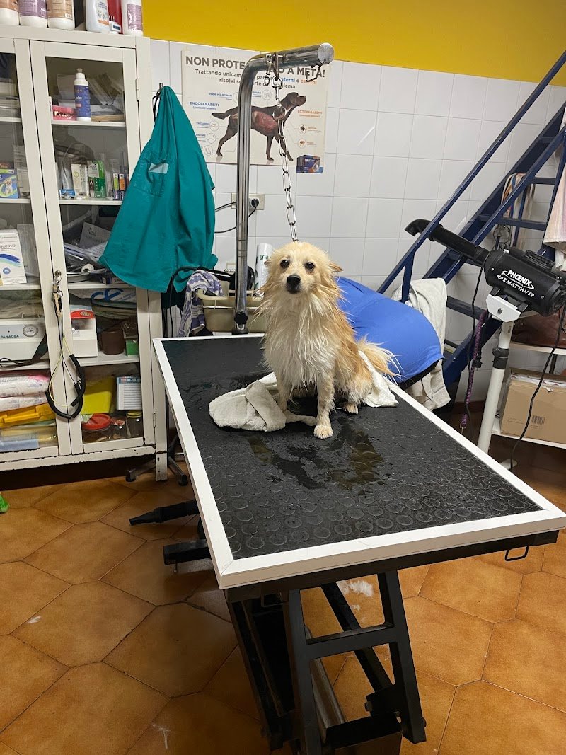 Dig Dog Di D'Ambrosio Maria Grazia - Foto 1