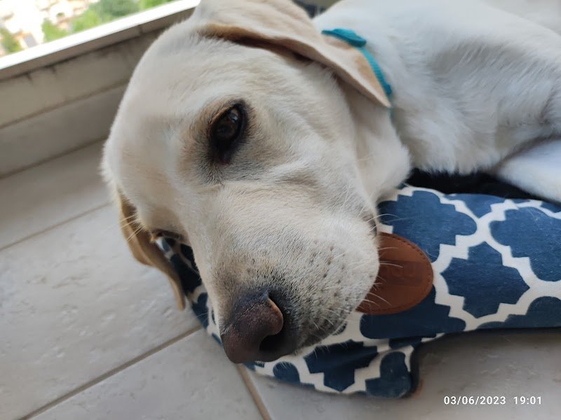 Dig Dog Di D'Ambrosio Maria Grazia - Foto 3