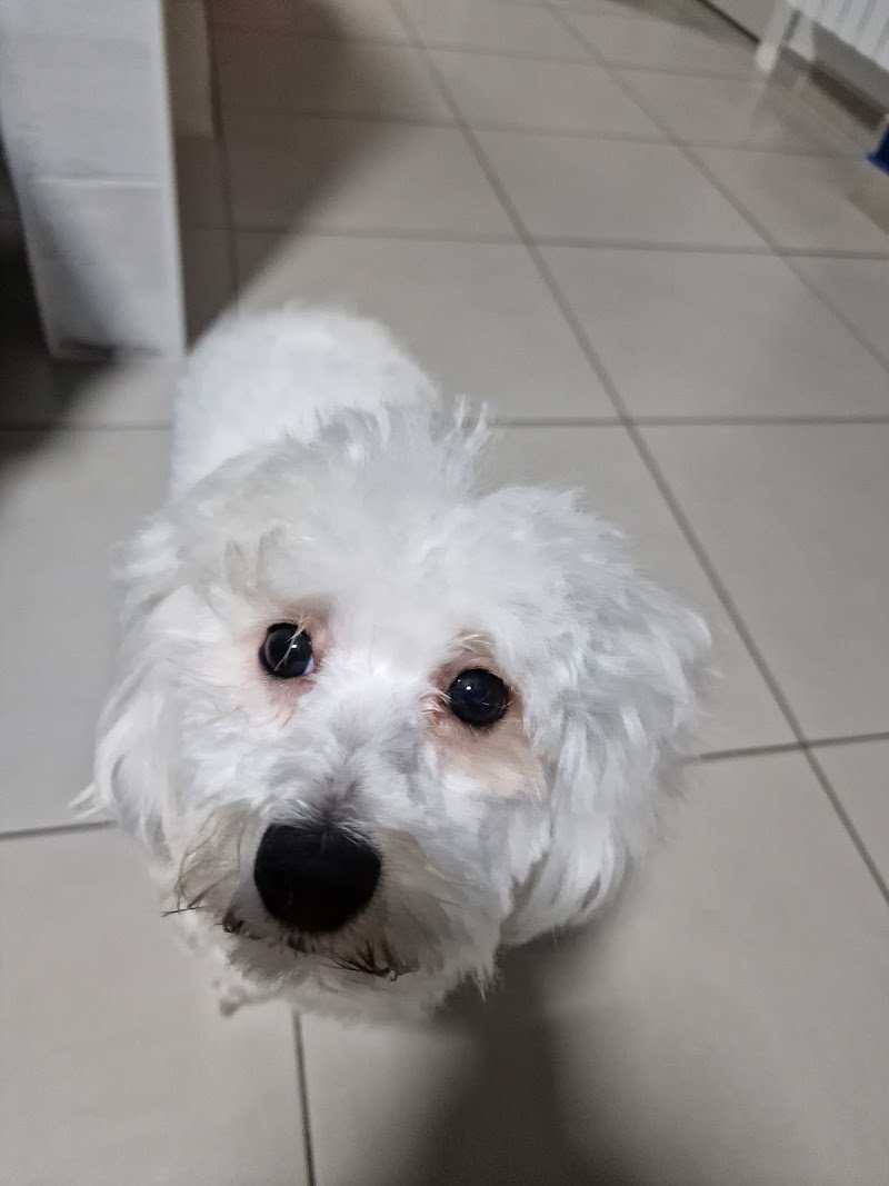 Dig Dog Di D'Ambrosio Maria Grazia - Foto 5