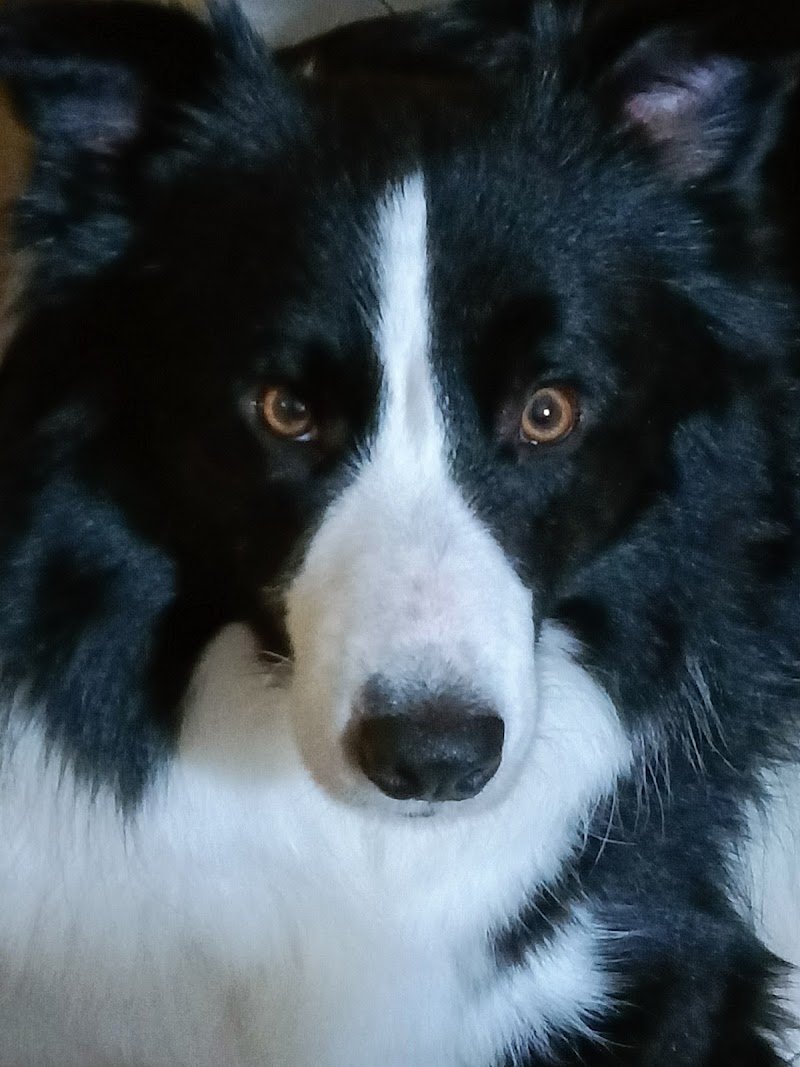 Dig Dog Di D'Ambrosio Maria Grazia - Foto 6