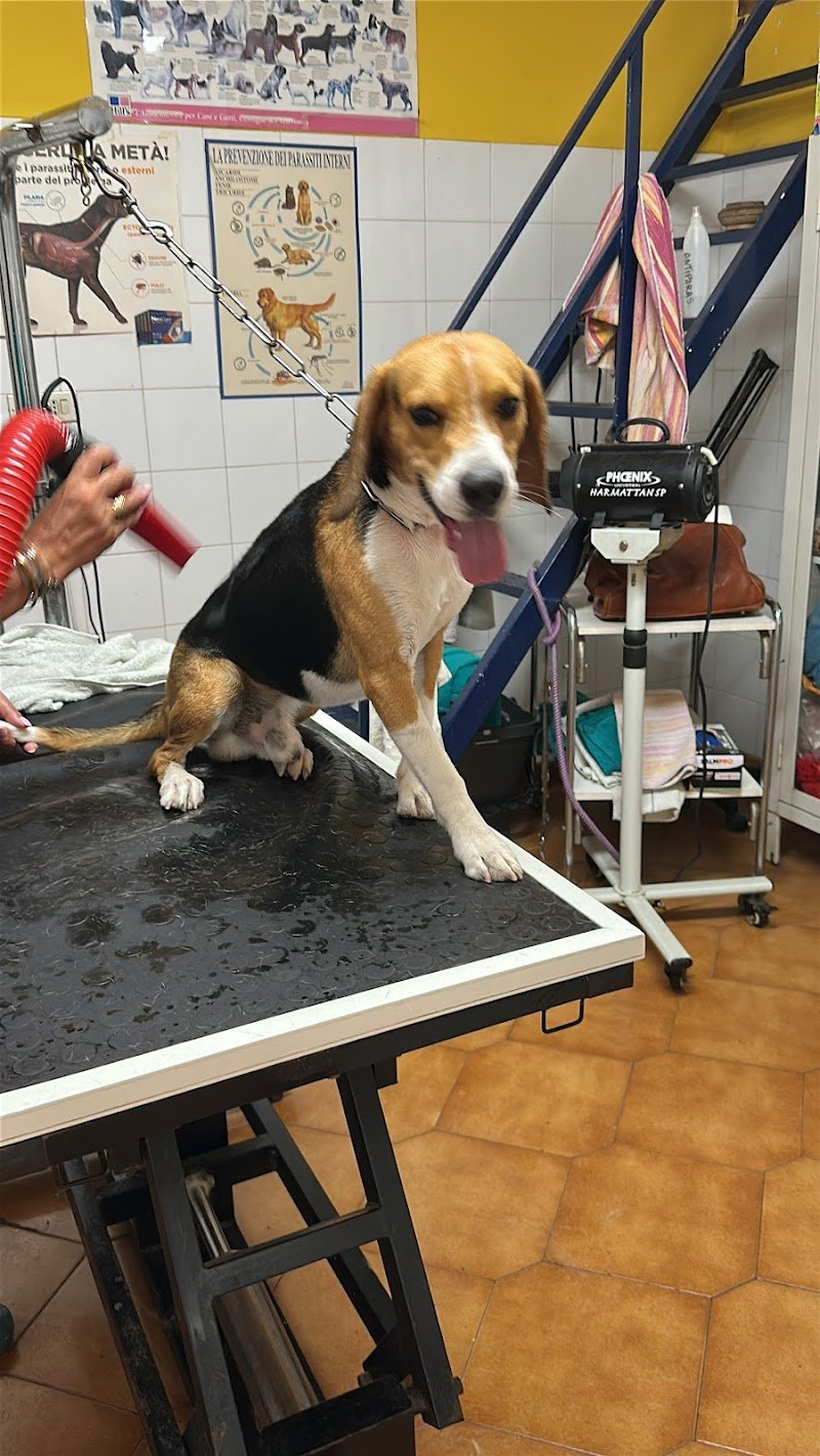 Dig Dog Di D'Ambrosio Maria Grazia - Foto 2