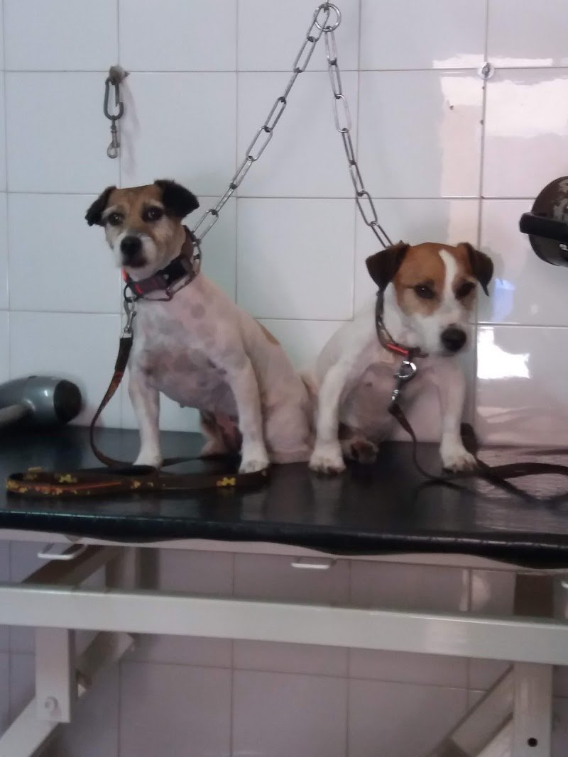 Dig Dog Di D'Ambrosio Maria Grazia - Foto 4