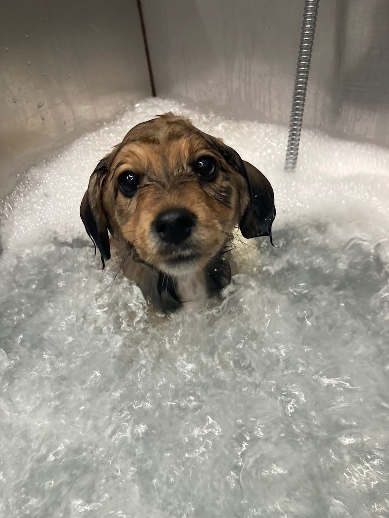 Dil And Dog Centro Benessere per Animali - Foto 1