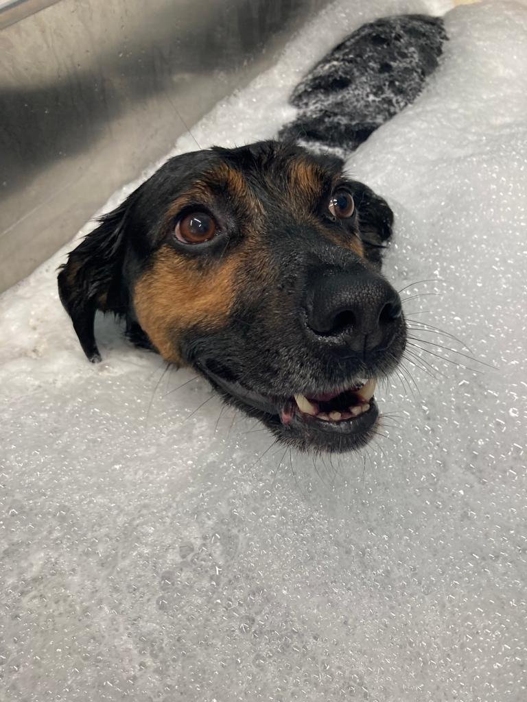 Dil And Dog Centro Benessere per Animali - Foto 2